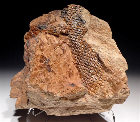 lepidodendron fossil